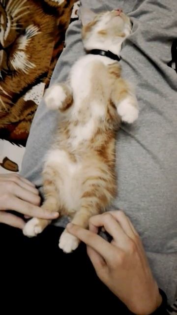 Котёнок сломался. смотреть онлайн