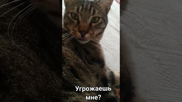 Кошачья борьба за свободу! #животные #кошки #kedi #cats #gatti смотреть онлайн