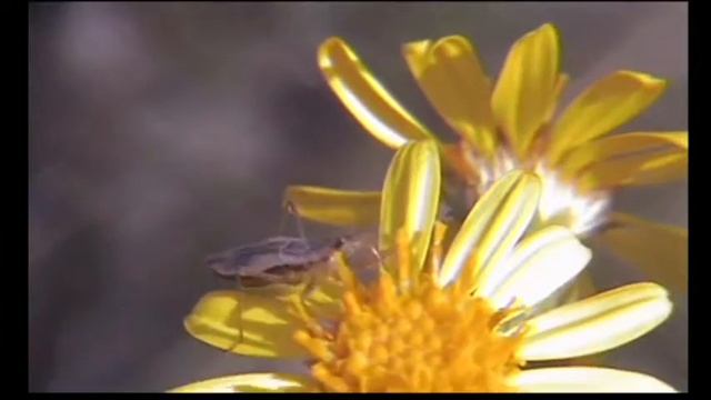 soldier beetle and sun fly смотреть онлайн