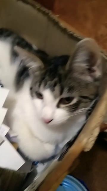 кошка муза майкун отдыхает #кошка #майкун #муза смотреть онлайн