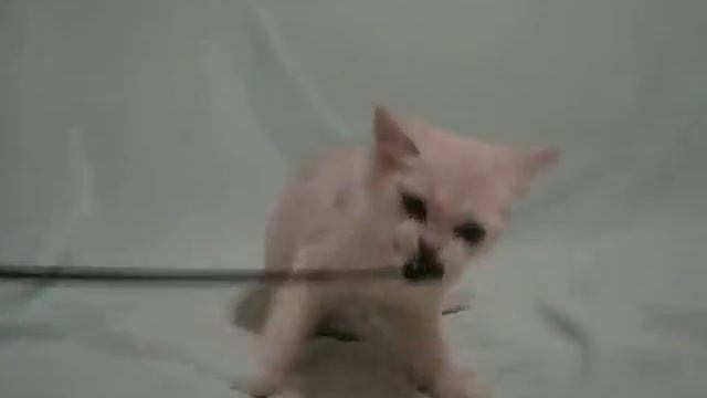 BRI Magic Tales Maximilian ns 11 смотреть онлайн