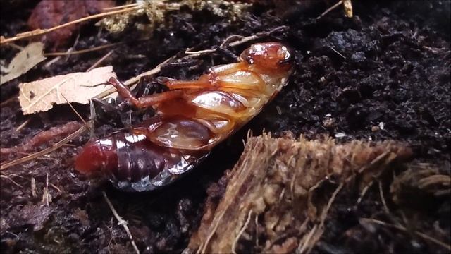 Odontoponera transversa & a corpse of Shelfordella lateralis смотреть онлайн