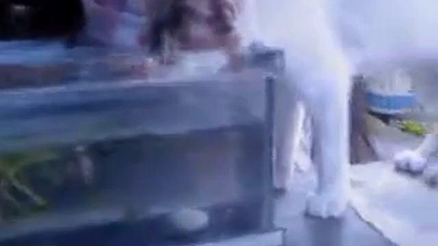 The Story of A Cat Drink in the Aquarium.MP4 смотреть онлайн