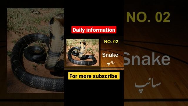 did you know|information | daily english| learn spoken #youtubeshorts #youtube #learning смотреть онлайн
