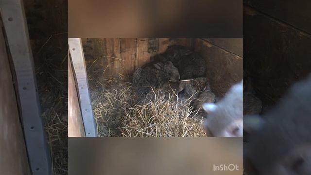 Крольчата в маточнике . Крольчата 10 дней. Крольчата 20 дней.Кролик Питер. Кролик Бобо.Крольчатник. смотреть онлайн