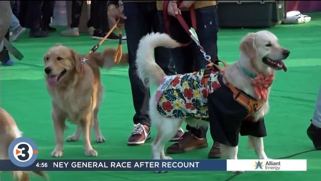 Newshounds Now Update: Albino Ocelot