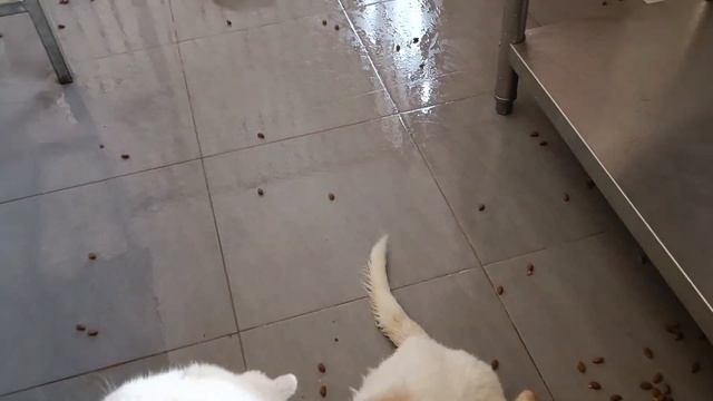 Тбилиси 🇬🇪 Грузия Приют Тамаза Элизбарашвили 🐕💌🍀🙏 смотреть онлайн