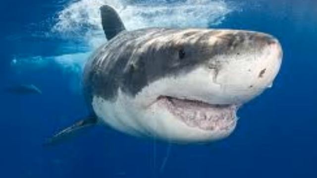 Great Whites смотреть онлайн