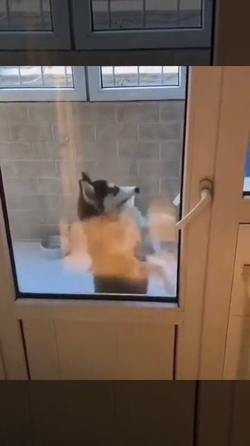 Собакен жгет...смешные животные. Смотреть со звуком смотреть онлайн