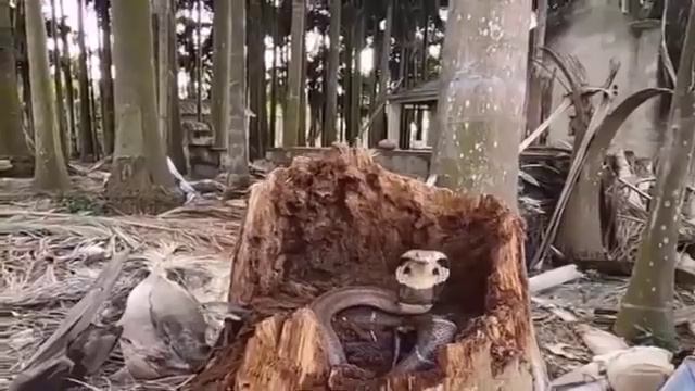 Енг кизикарли видо срошна коринг смотреть онлайн