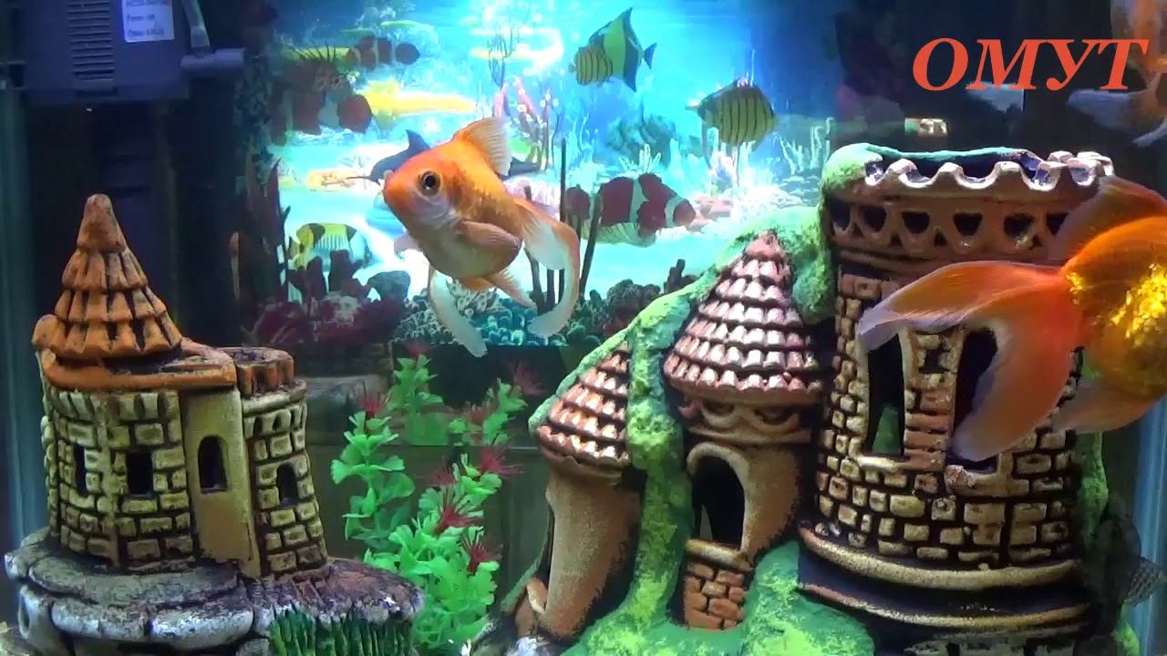 307. ВАШИ КОММЕНТЫ РОДНЫЕ... смотреть онлайн