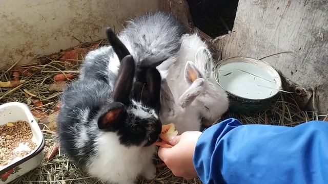 Мимишные кролики. Домашний зоопарк. смотреть онлайн