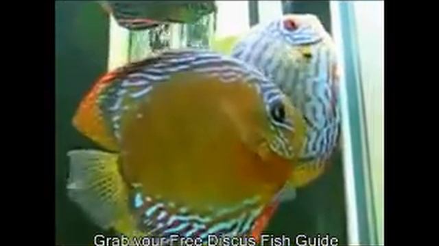 Discus Tropical Fish. Watch In Amazement смотреть онлайн