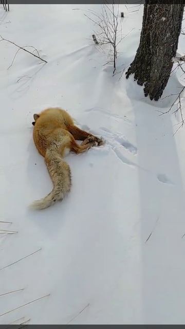 отстрел лисиц🦊 смотреть онлайн