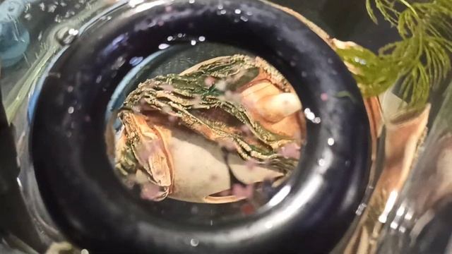 Невероятно ! Большие рыбы не обижают маленьких когда кушают! смотреть онлайн