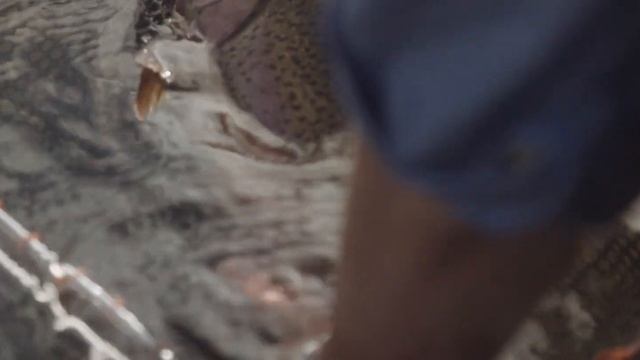 Peter's Yard Presents: Taking Time with ChalkStream Trout смотреть онлайн