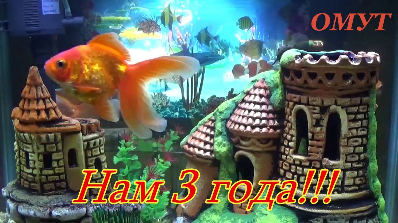 326. ТРИ ГОДА КАК В ПОЛЕ ВЫШЕЛ… смотреть онлайн