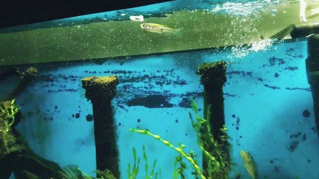 Лютый жор щуки.Щука проголодалась и не прочь отведать человеческой плоти. смотреть онлайн