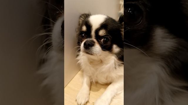 подпишись🐶