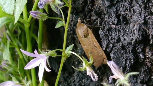 Noctua pronuba - Thiais 05.2020 - FRANCE смотреть онлайн