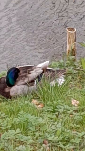 Sleeping ducks :) смотреть онлайн