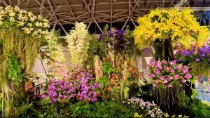 ВСЕМИРНАЯ ВЫСТАВКА ОРХИДЕЙ  НА ТАЙВАНЕ 2024 Тайваньская международная выставка орхидей