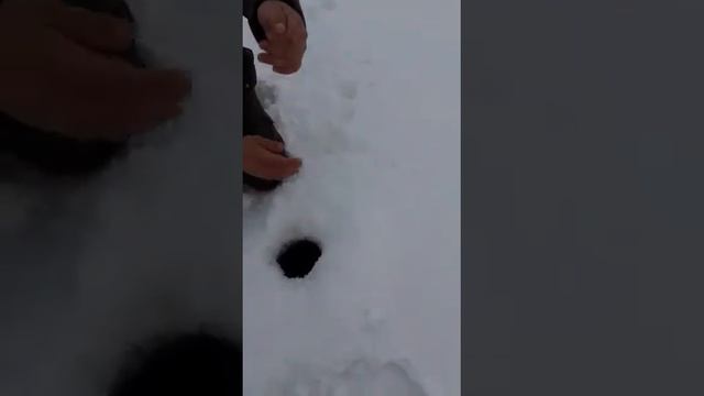 Гигантская щука. Трофей смотреть онлайн