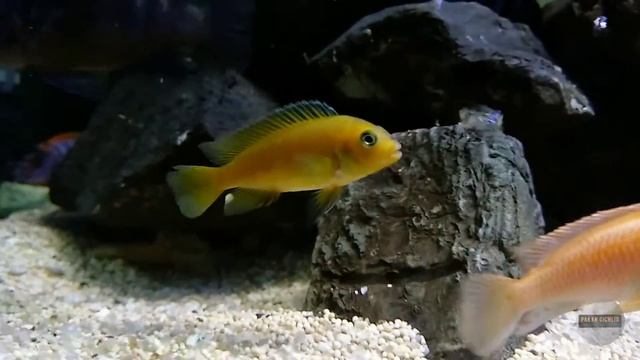 Chindongo saulosi смотреть онлайн