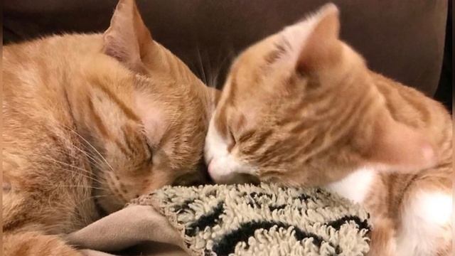 Streunendes Kätzchen kam zur Familie, um Hilfe zu suchen, ihre Katze nahm es unter ihre Fittiche смотреть онлайн