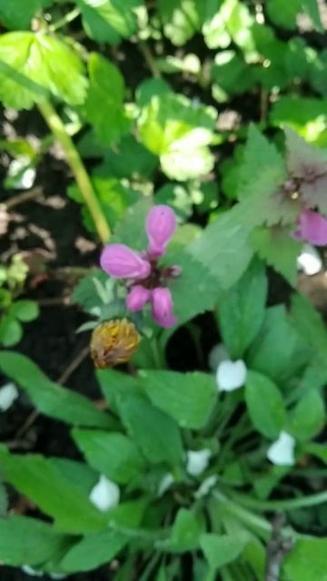 Прекрасная природа. #цвет #цветы #пчела #весна #музыка #релакс #пчёлы #мёд #пыльца #медитация #bee смотреть онлайн