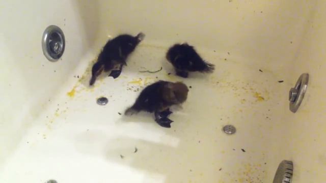 утята после купания смотреть онлайн