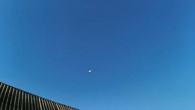 #PIGEONS. Утренняя тренировка молодых бакинских бойных голубей 23.08.2020г. смотреть онлайн