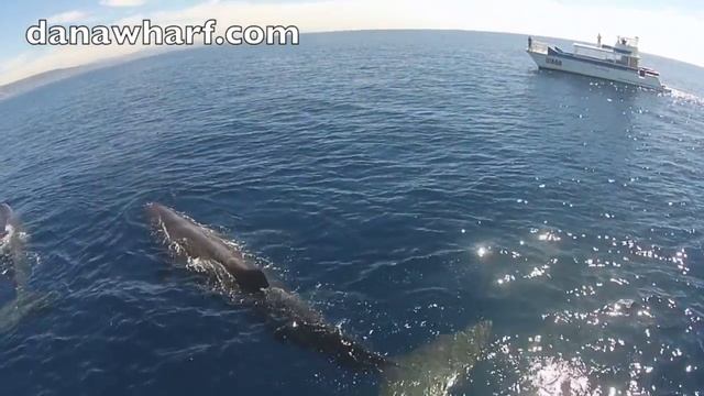 Sperm Whales DRONE VIDEO смотреть онлайн
