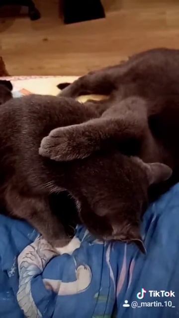 Даже у кошек бывают измены смотреть онлайн