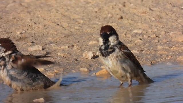 Italian Sparrow, Passera d'Italia (Passer italiae) смотреть онлайн