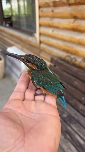 Врезался в стекло смотреть онлайн