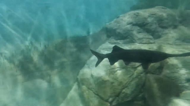 Сингапур. Сентоза. Океанариум. смотреть онлайн