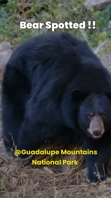 💜 Black Bear Spotted @Guadalupe Mountains National Park смотреть онлайн