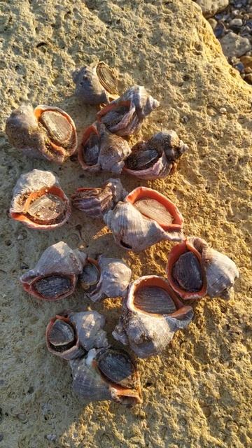 Рыбалка Черное море 4 декабря 2023 года рапан есть и один бычок клюнул погода сидеть теплая была смотреть онлайн