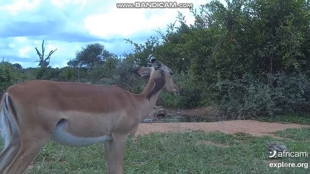 Some great closeups of Oxpecker birds EXPLORE.org 20 December 2020 смотреть онлайн
