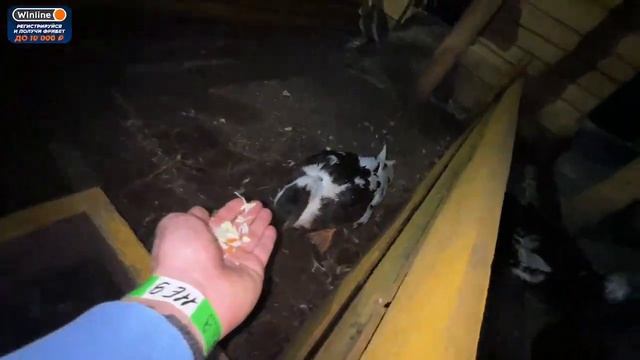 ПАРАДЕВИЧ С РУКИ КОРМИТ УТОК смотреть онлайн