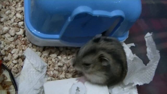 Мышка с дочей. смотреть онлайн