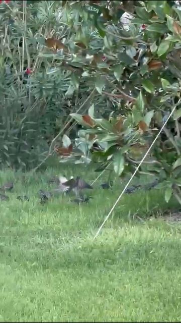 звуки птиц смотреть онлайн