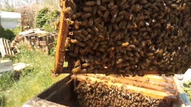 Делаю Отводки для Облет Маток смотреть онлайн