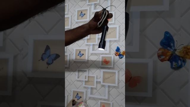 long horn insect/लंबे सींग वाला कीट/BATOCERA RUFOMACULATA /आम के पेड़ों के लिए हानिकारक смотреть онлайн