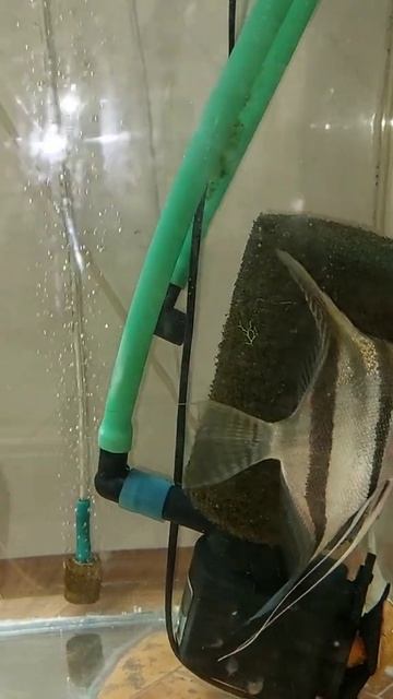 Дикари привозные ,скалярия Санта Изабелла. смотреть онлайн