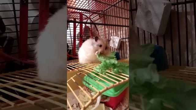 Нюша побеждает салат смотреть онлайн