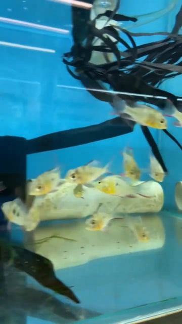 Reserved our pairs of Bolivian Rams. Almost ready to bring home смотреть онлайн