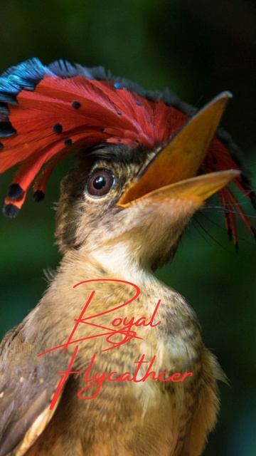 The strangest animals in the world |Royal Flycatcher #shorts #animals смотреть онлайн