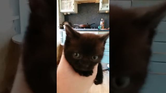 жизнь британских котят смотреть онлайн